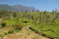 Krajina při cestě do Kandy Krajina při cestě do Kandy