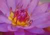 dsc_1193a.jpg