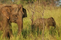Sloni na safari I. Sloni na safari I.