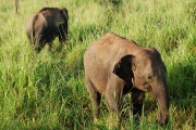 Sloni na safari II. Sloni na safari II.