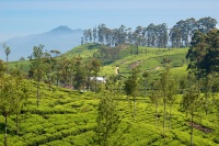 Čajové plantáže VIII.