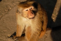 Opice III. Opice III.